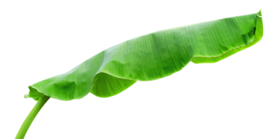 verde hojas patrón, hoja plátano aislado png