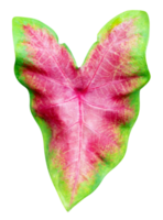 le foglie modello di caladium o cuore di Gesù foglia isolato png