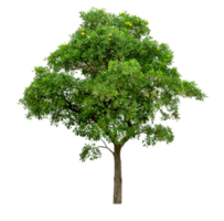 grüner Baum isoliert png