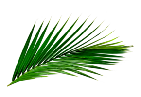 Green leaves pattern,leaf palm tree isolated png