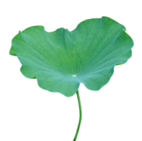 verde hojas patrón, hoja loto aislado png