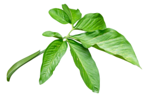 grön löv mönster, blad syngonium podophyllum isolerat png