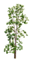 árbol verde aislado png