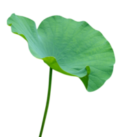 grön löv mönster, blad lotus isolerat png