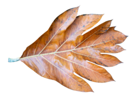 asciutto l'albero del pane le foglie modello isolato png