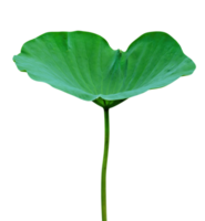 groen bladeren patroon, blad lotus geïsoleerd png