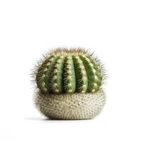 cactus en blanco antecedentes. generativo ai foto