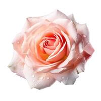 Rose flower on white background. photo