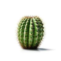 Cactus on white background. photo