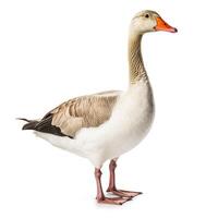 Goose on white background. photo