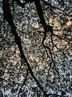 Beautiful Leaf and sky background photo