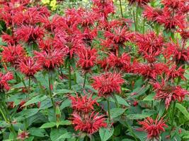 Red Monarda bee balm flowers in a garden photo