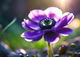 purple anemone flower in a ray of sunlight photo