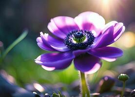 ai generado púrpura anémona flor en un rayo de luz de sol foto