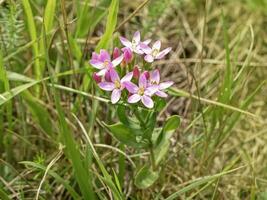 rosado común centauro flores silvestres en un prado foto