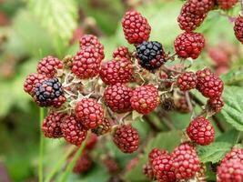 Red and black Blackberries ripening in a hedgerow photo