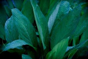 plant leaf with rain drop. nature background photo