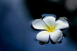 Tropical flower frangipani plumeria floating on water. photo