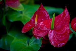 red anthurium flower. homeplant decoration in garden photo