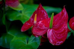 rojo anturio flor. planta de casa decoración en jardín foto