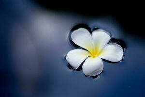 Tropical flower frangipani plumeria floating on water. photo