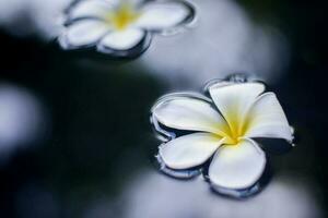 Tropical flower frangipani plumeria floating on water. photo