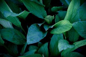 plant leaf with rain drop. nature background photo