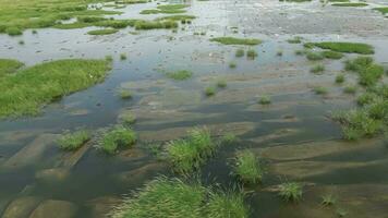 sereno lago às pantanal cercado de exuberante vegetação e lama. aéreo Visão video