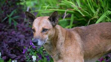 langzaam beweging visie bown hond staand in een veld- van Purper bloemen video