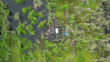 Broken house nestled in the heart of a lush wetland. Aerial view video