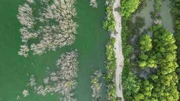 sereno pantanal cercado de seco e exuberante verde árvores a partir de a aéreo perspectiva video