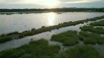 sereno lago anidado entre un lozano mangle bosque en puesta de sol. aéreo ver video