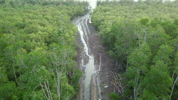 escénico suciedad la carretera devanado mediante un lozano mangle bosque. tierra claro actividad en aéreo perspectiva video