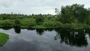 Serene dark river surrounded by lush greenery video