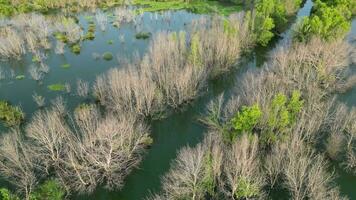 Desolate swamp with lifeless trees from a bird's eye view video