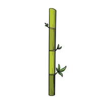 One bamboo branch stick plant vector illustration with outline isolated on square white background. Simple flat cartoon drawing  with outlined art style.