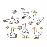 Set of colored vector doodles of geese, ducks in different poses on a white background