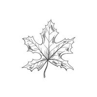 Vector hand-drawn autumn Illustration. Detailed retro style maple leaf sketch. Vintage sketch element. Back to School.