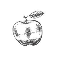 Vector hand-drawn fruit Illustration. Detailed retro style apple sketch. Vintage sketch element.