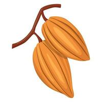 cocoa beans on a branch. vector illustration on a white background.