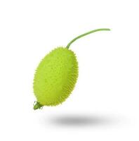 Teasel Gourd, spiny gourd  on white background. photo