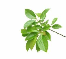 Branch of Indian olive isolated on white background. photo