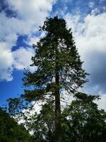 un grande pino árbol con un hermosa azul cielo en lillafured foto