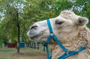 A two humped camel in the city park. Camel walking in the park photo