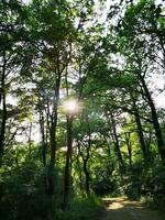 Sunset in the forest. Sun rays through the branches of trees. photo