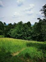 Green meadow in the forest with trees and blue sky with clouds photo