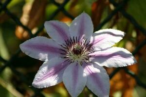 un primer plano de una flor de clemátide foto