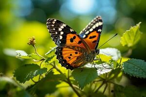 llanura Tigre danaus crisipo mariposa insecto posarse en el hojas en soleado día foto