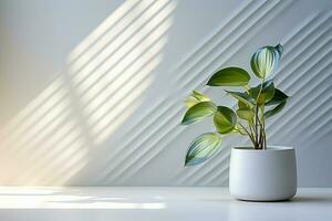 Decoration of a Small Peperomia Plant in Pot on Aesthetic White Wall Background with Sunlight photo