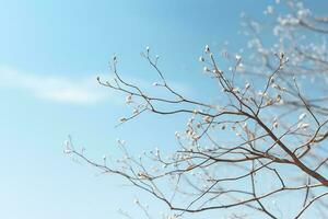 View of Blue Sky Nature Background with Tree Branches in Summertime photo